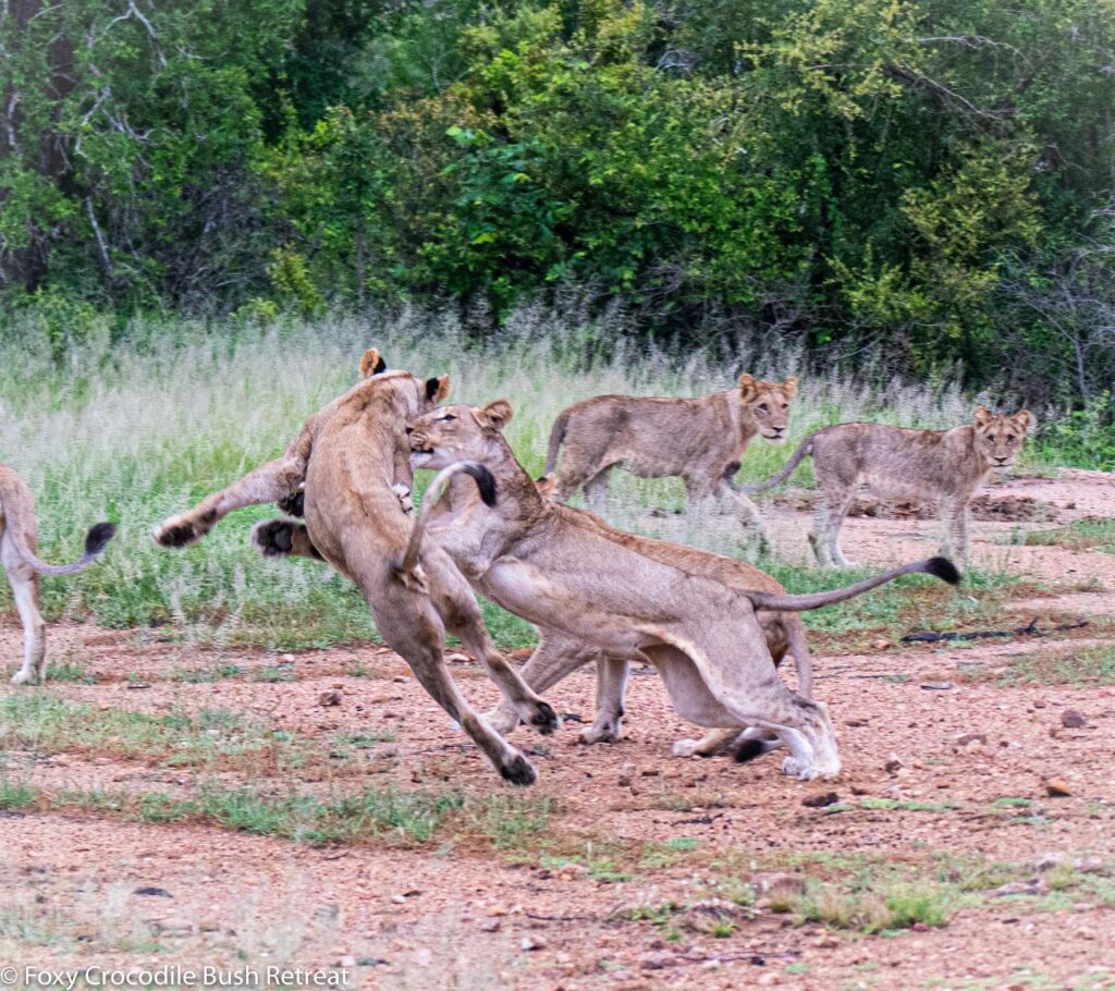 #exploringkruger