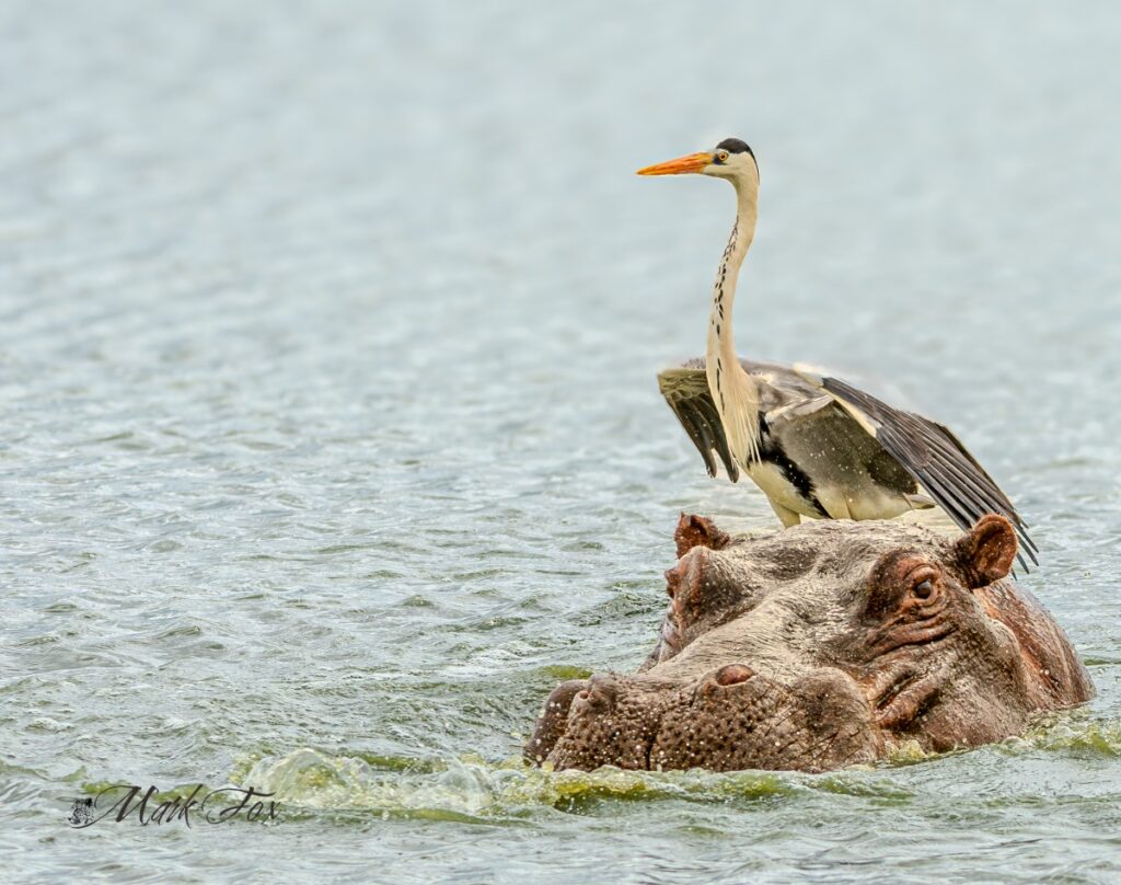 Heron & Hippo
