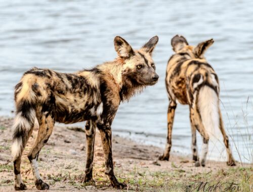#exploringkruger