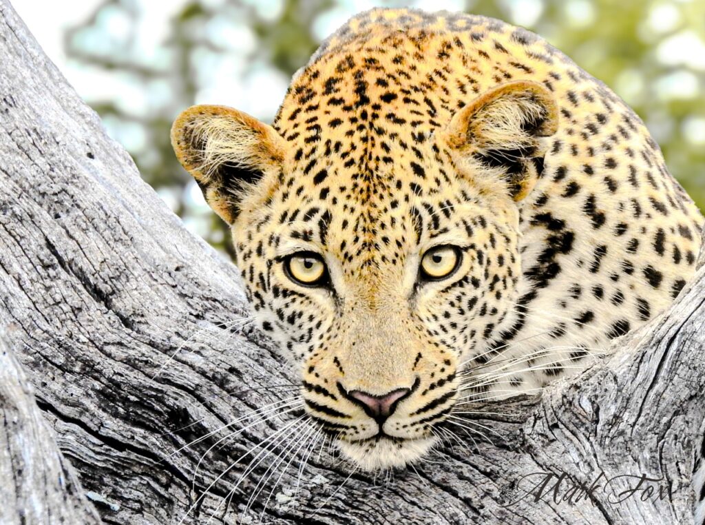 exploring kruger