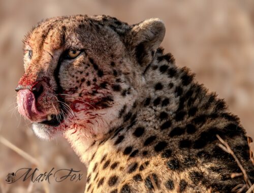 #exploringkruger