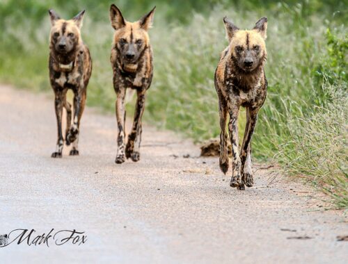 #exploringkruger