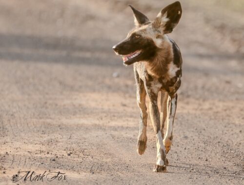 #exploringkruger