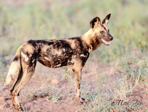 #exploringkruger