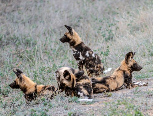 #exploringkruger