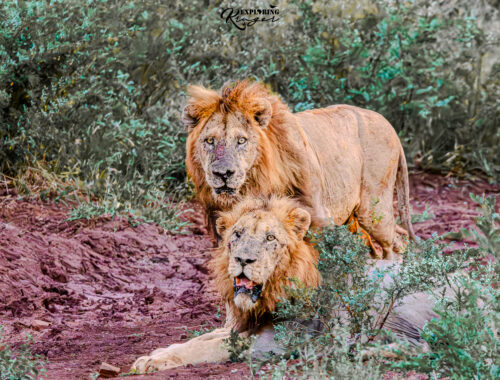 Lion Fight