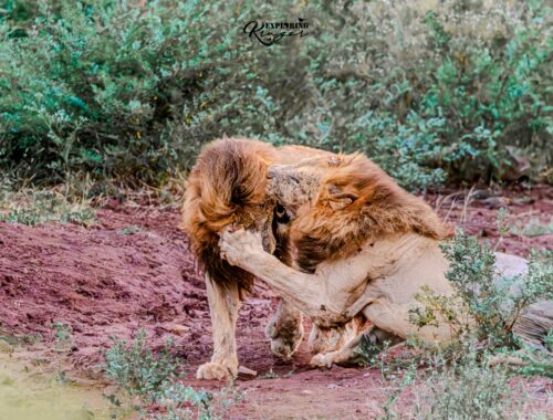 Lion Fight