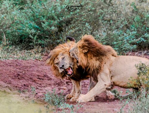 Lion Fight