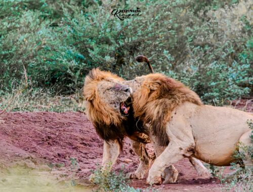 Lion Fight