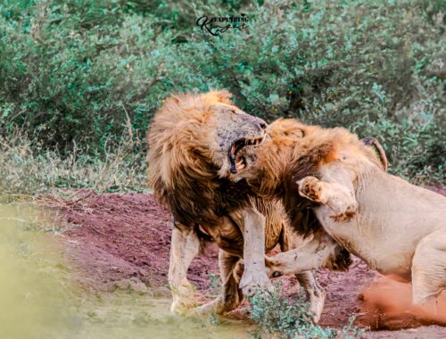 Lion Fight
