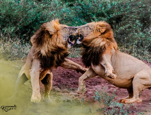 Lion Fight