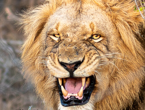 Lion Fight