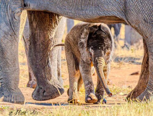 #exploringkruger