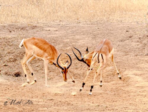 Rutting Impala Rams