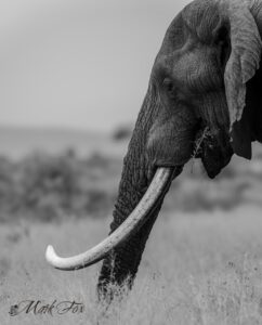 exploring kruger