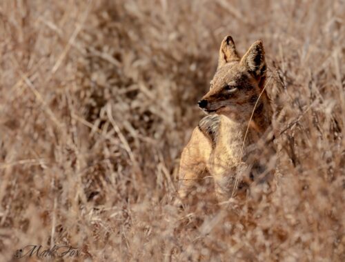 Black-Backed Jackal Fights Vultures
