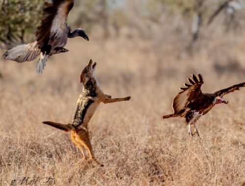Black-Backed Jackal Fights Vultures