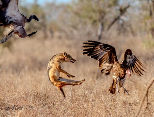 Black-Backed Jackal Fights Vultures