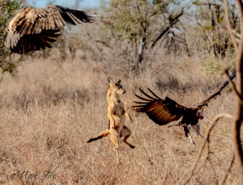 Black-Backed Jackal Fights Vultures