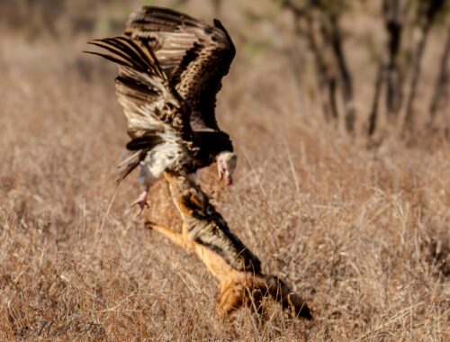Black-Backed Jackal Fights Vultures