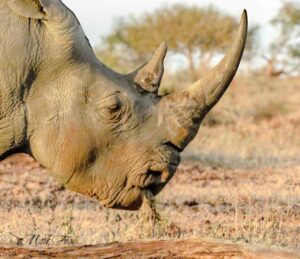 exploring kruger