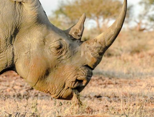 exploring kruger