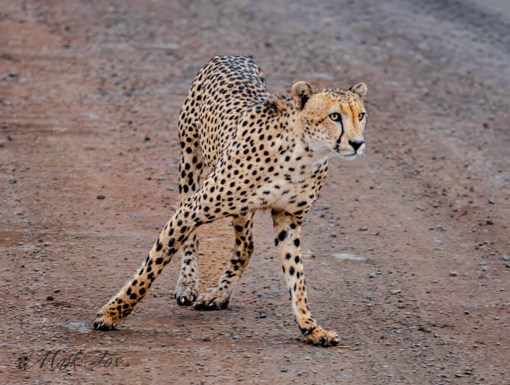 exploring kruger