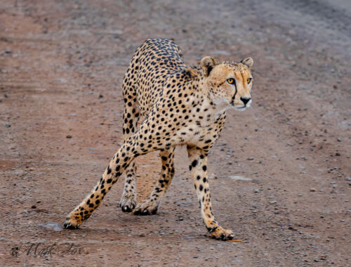 exploring kruger