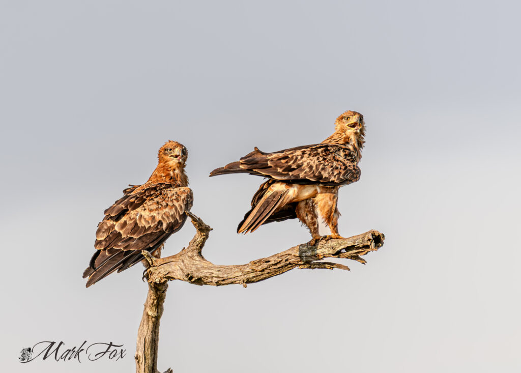 exploring kruger