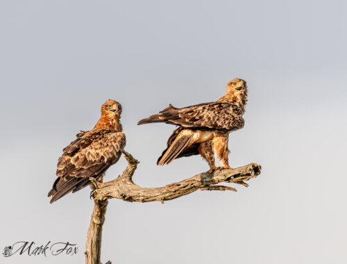 exploring kruger
