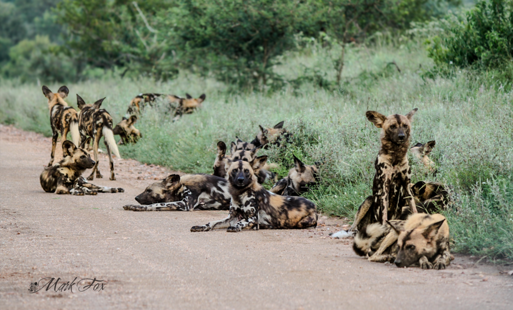 exploring kruger