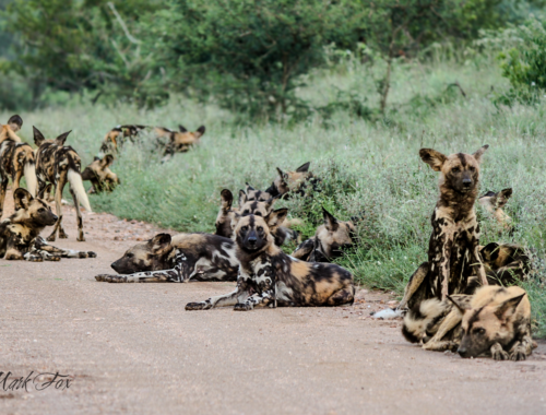 exploring kruger