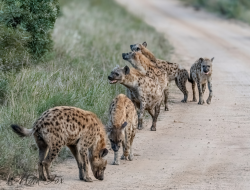 exploring kruger