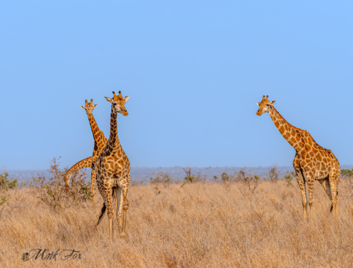 exploring kruger