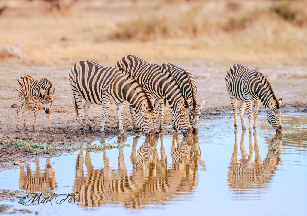 exploring kruger