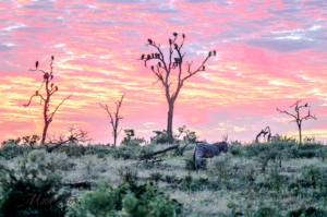 morning view exploring kruger