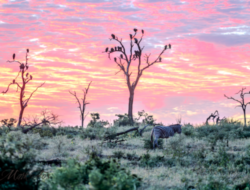 morning view exploring kruger