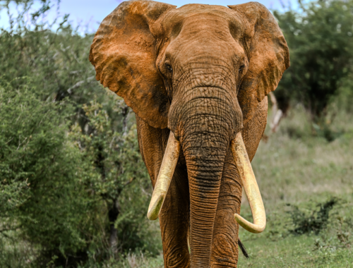 exploring kruger