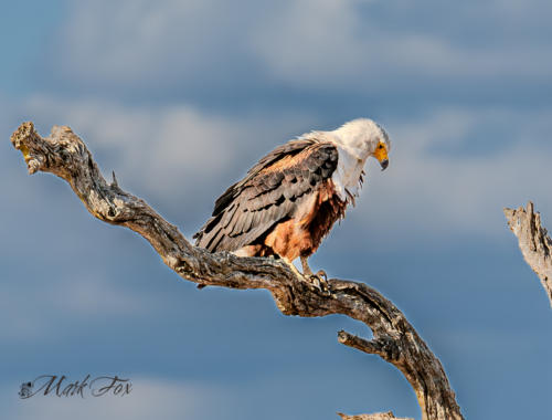 exploring kruger